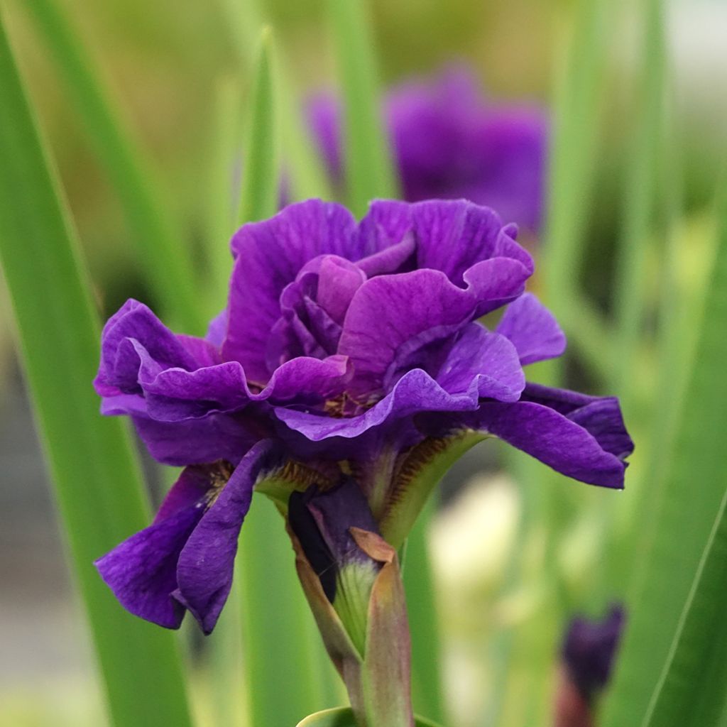 Iris sibirica Concord Crush - Sibirische Schwertlilie
