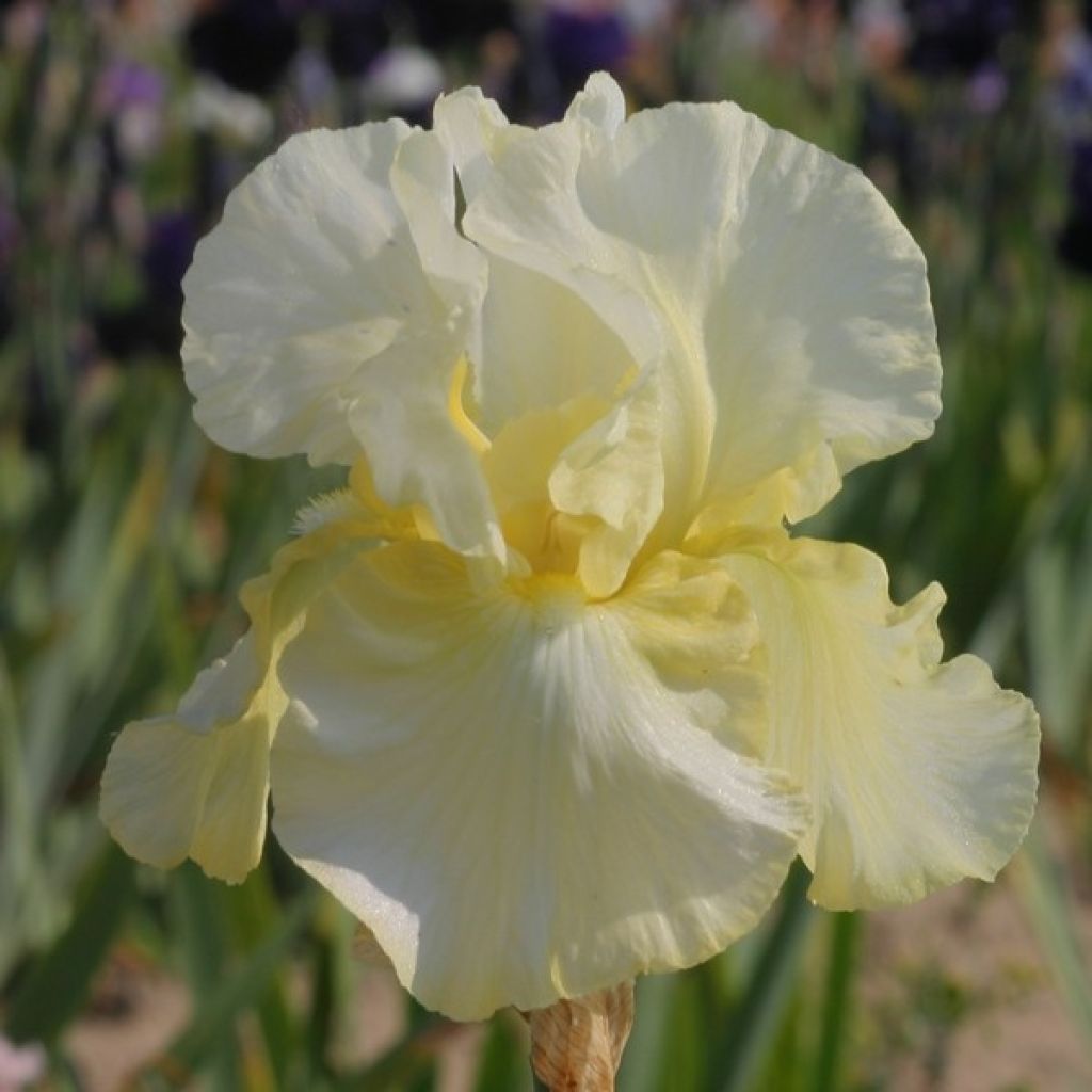 Iris Total Recall - Schwertlilie