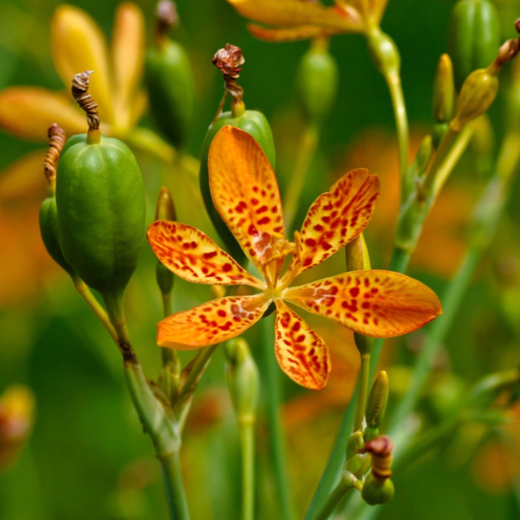 Belamcanda chinensis - Leopardenblume
