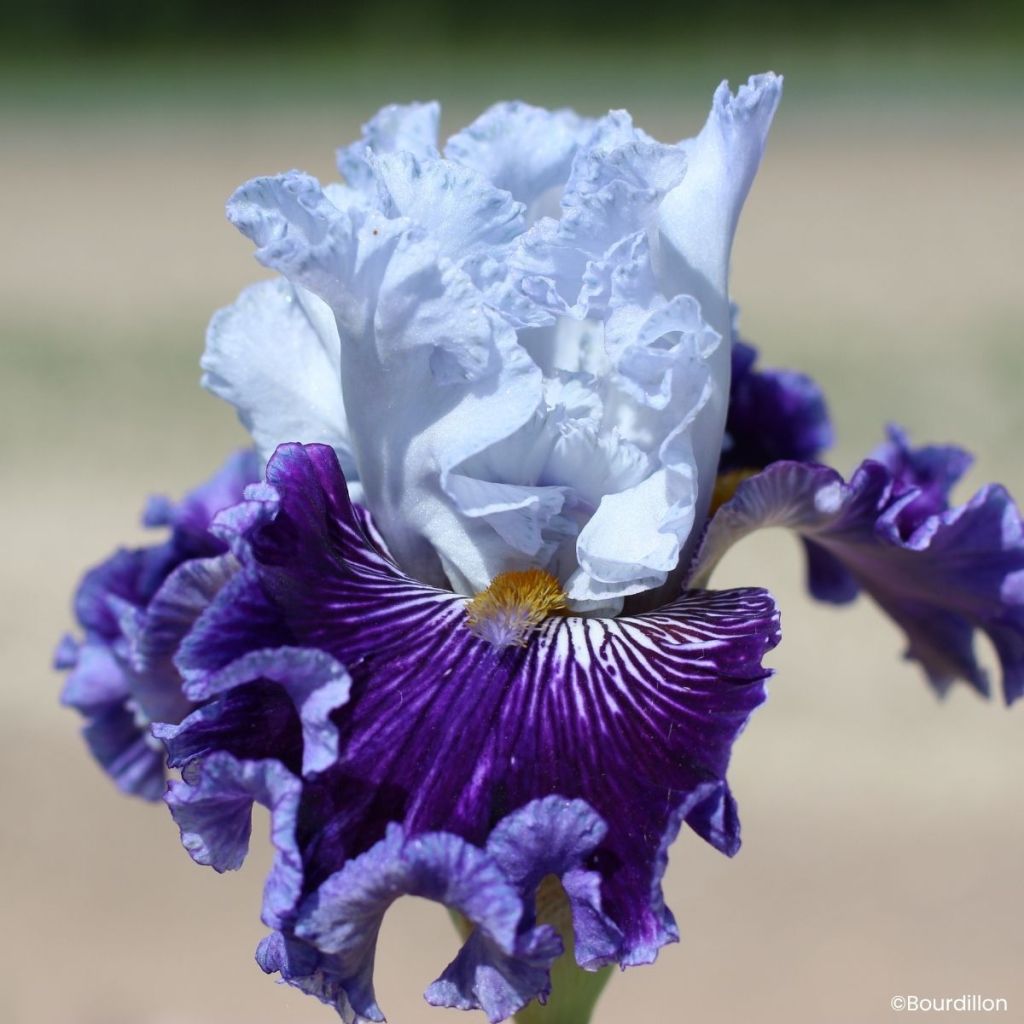 Iris germanica Polar Shift - Schwertlilie