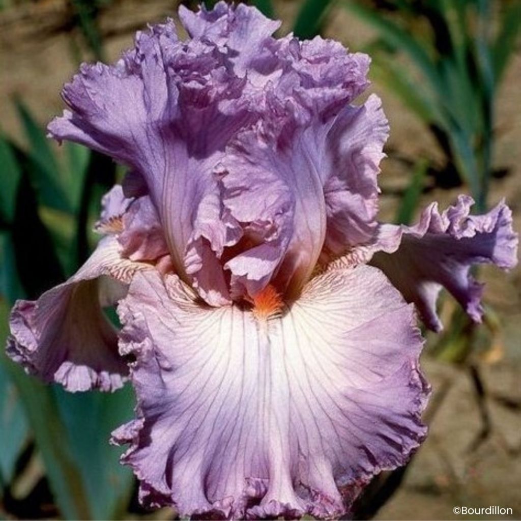 Iris Vienna Waltz - Schwertlilie
