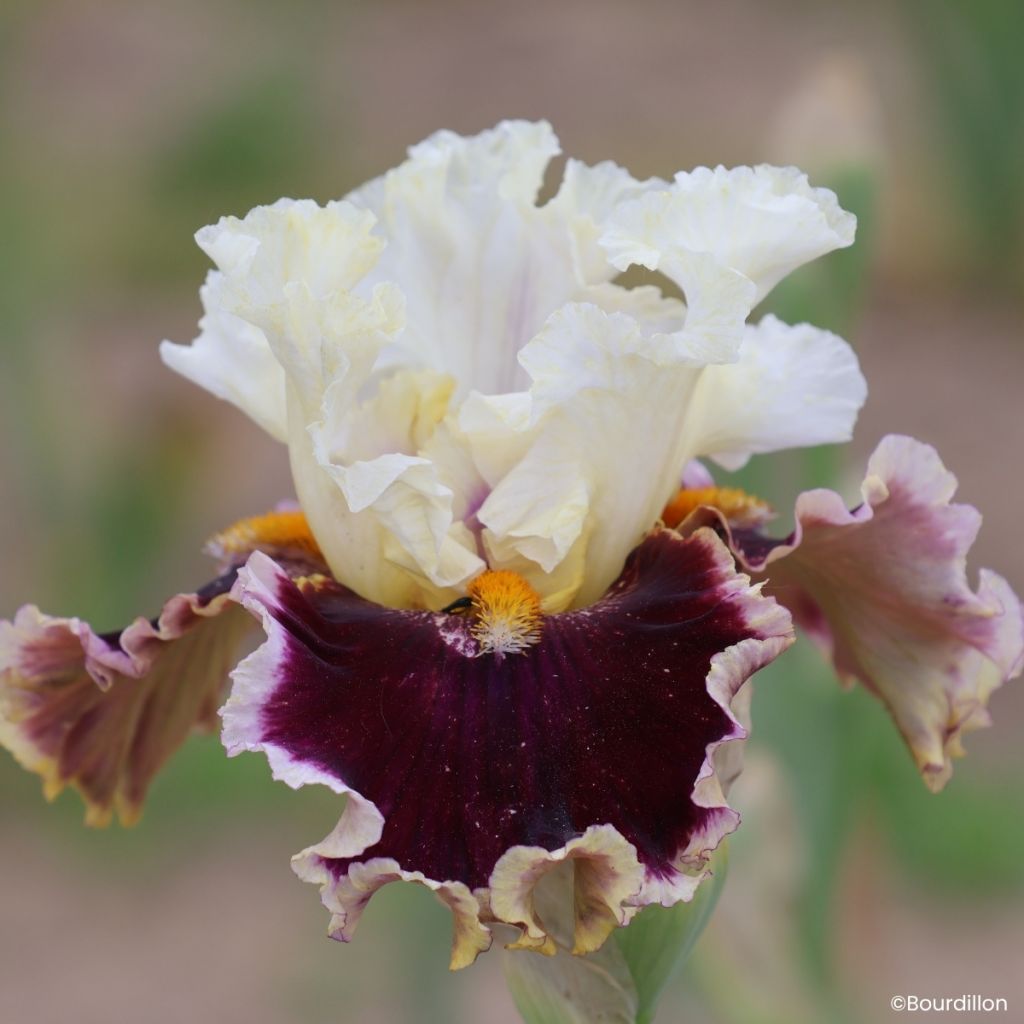 Iris When Doves Cry - Schwertlilie