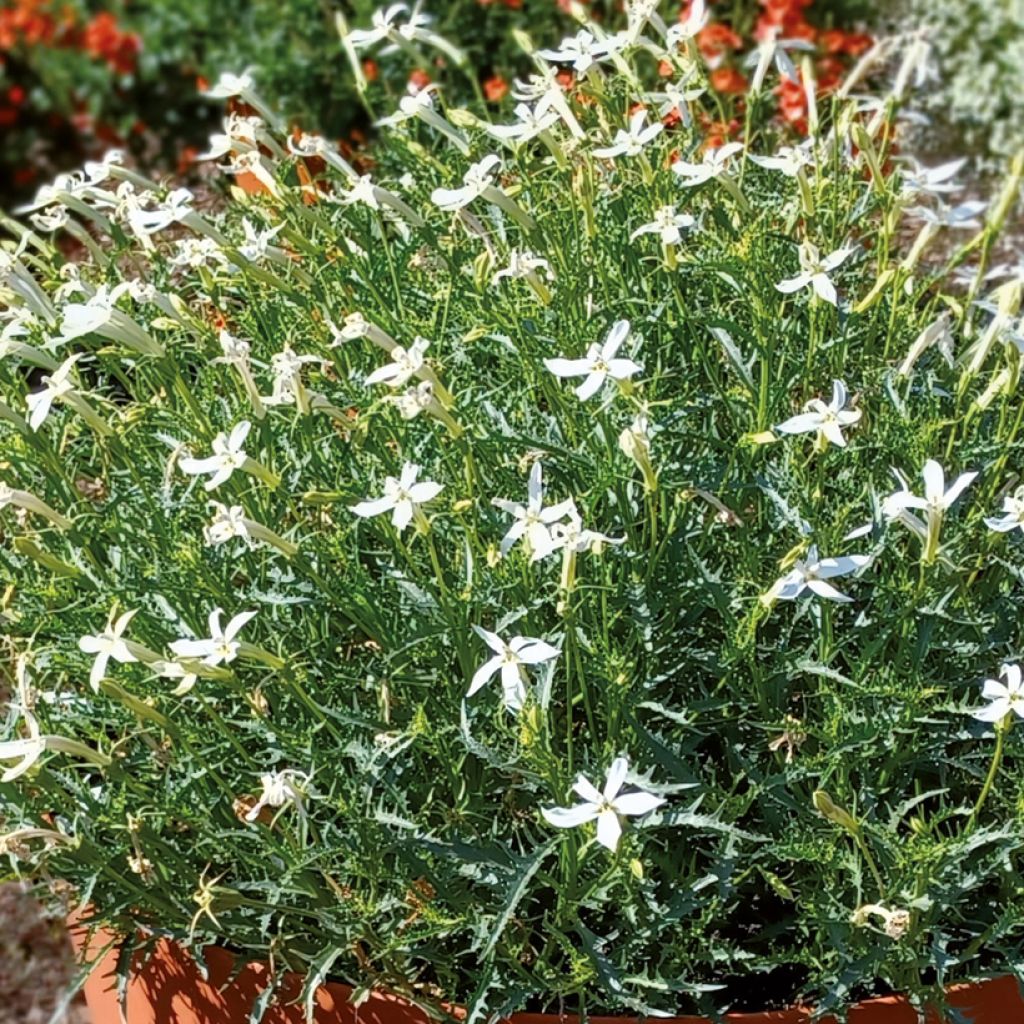 Isotoma Wendy's White - Schein-Lobelie