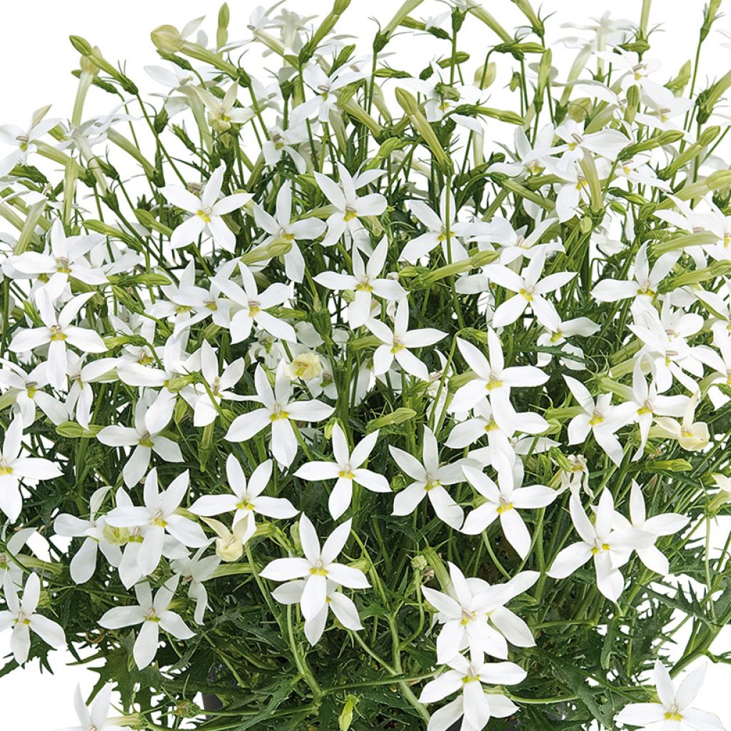 Isotoma Wendy's White - Schein-Lobelie