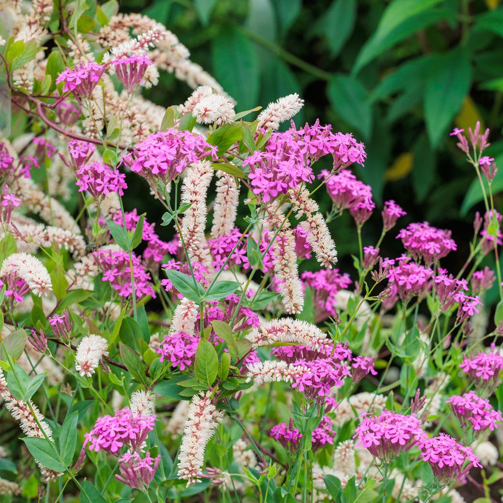 Itea virginica - Viriginische Rosmarinweide