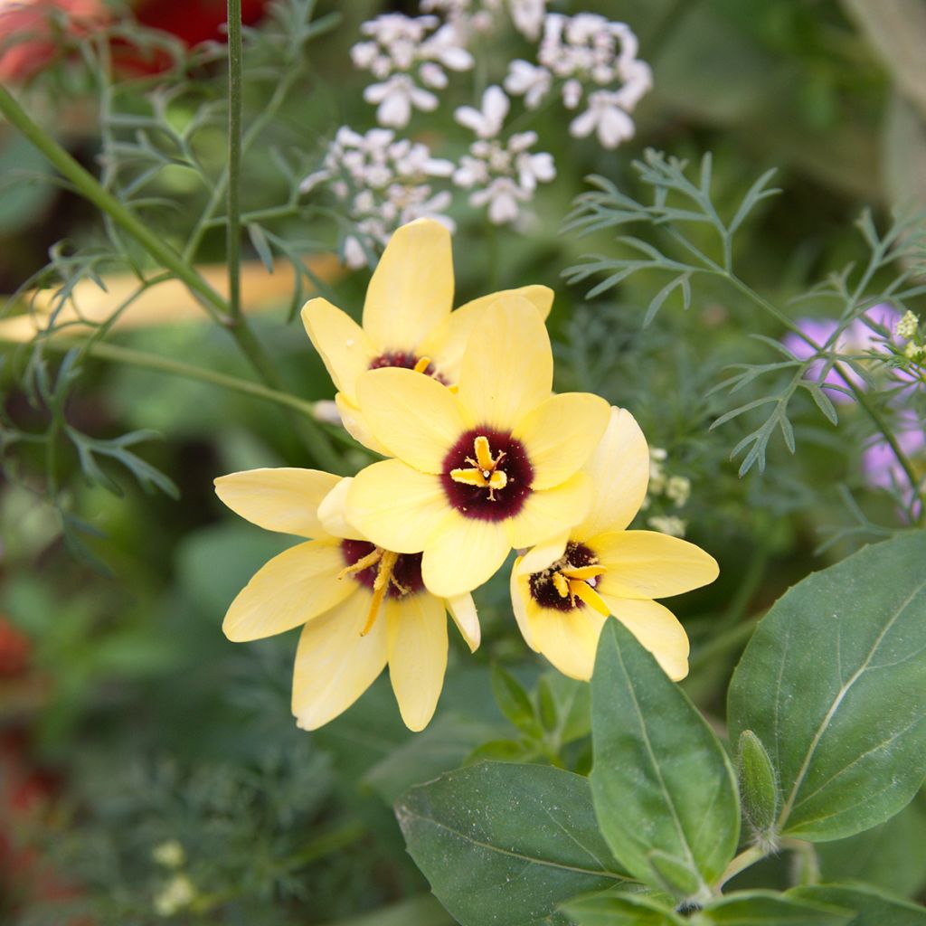 Ixia Yellow Emperor - Klebschwertel