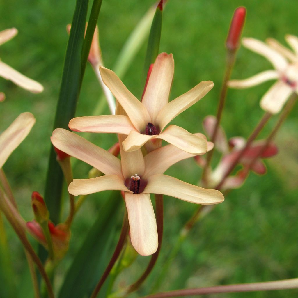 Ixia paniculata Eos - Klebschwertel