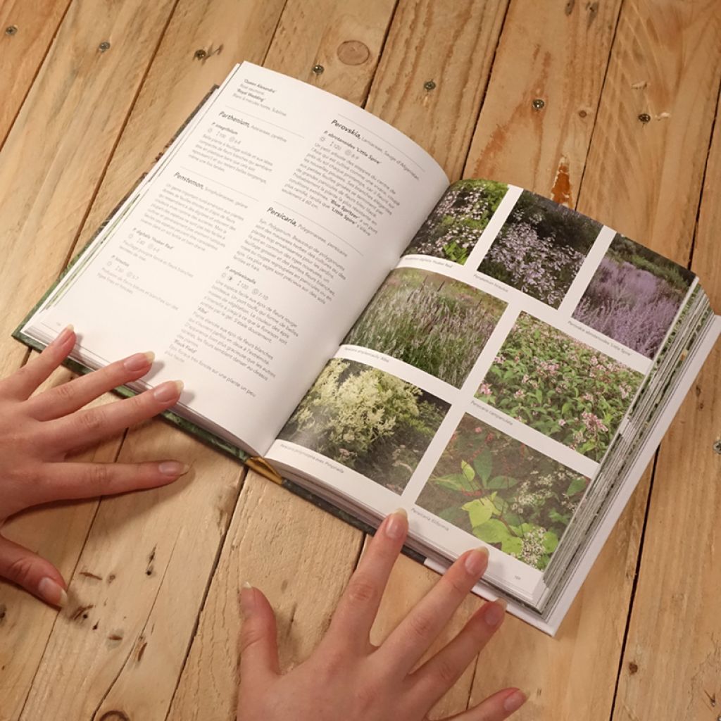 Jardins naturalistes - Les meilleures plantes vivaces