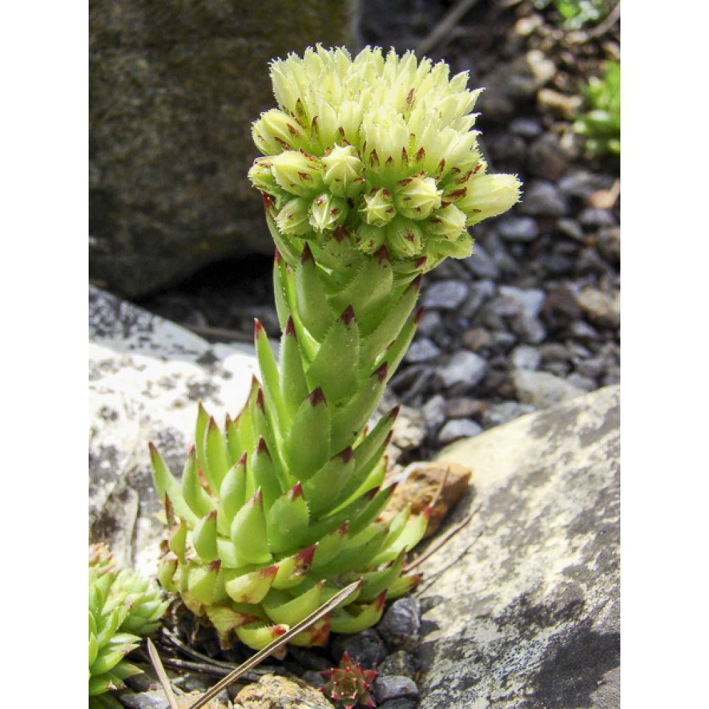 Jovibarba sobolifera Green Globe - Joubarbe, Barbe de Jupiter