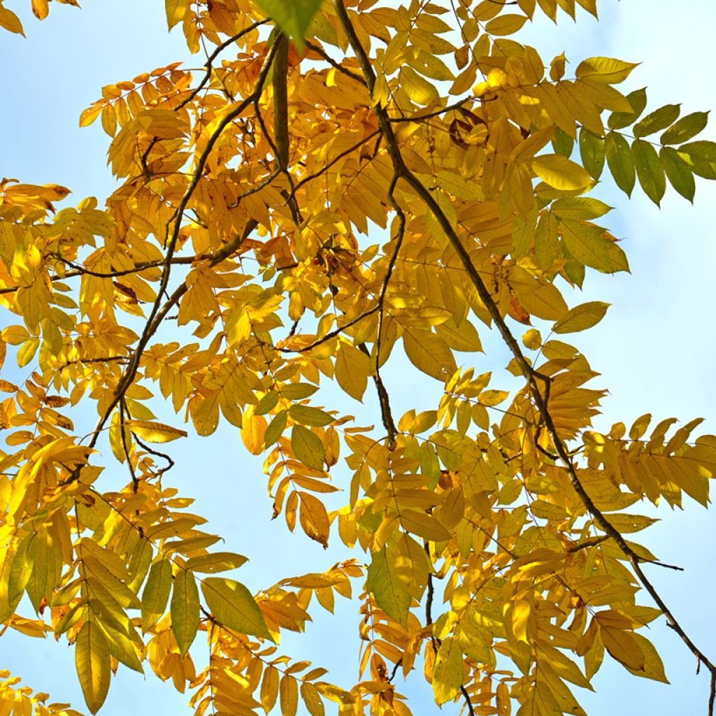 Juglans cinerea - Butternuss