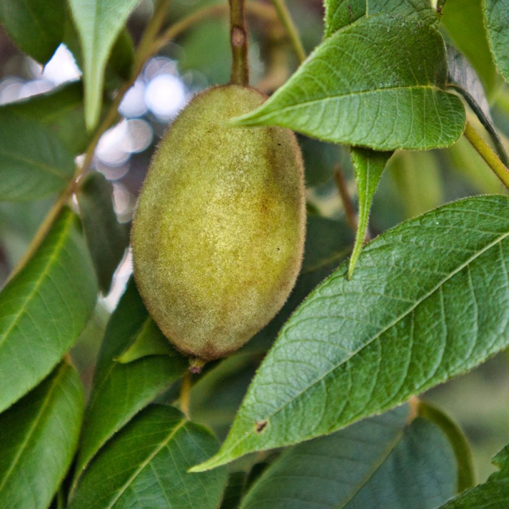 Juglans cinerea - Butternuss