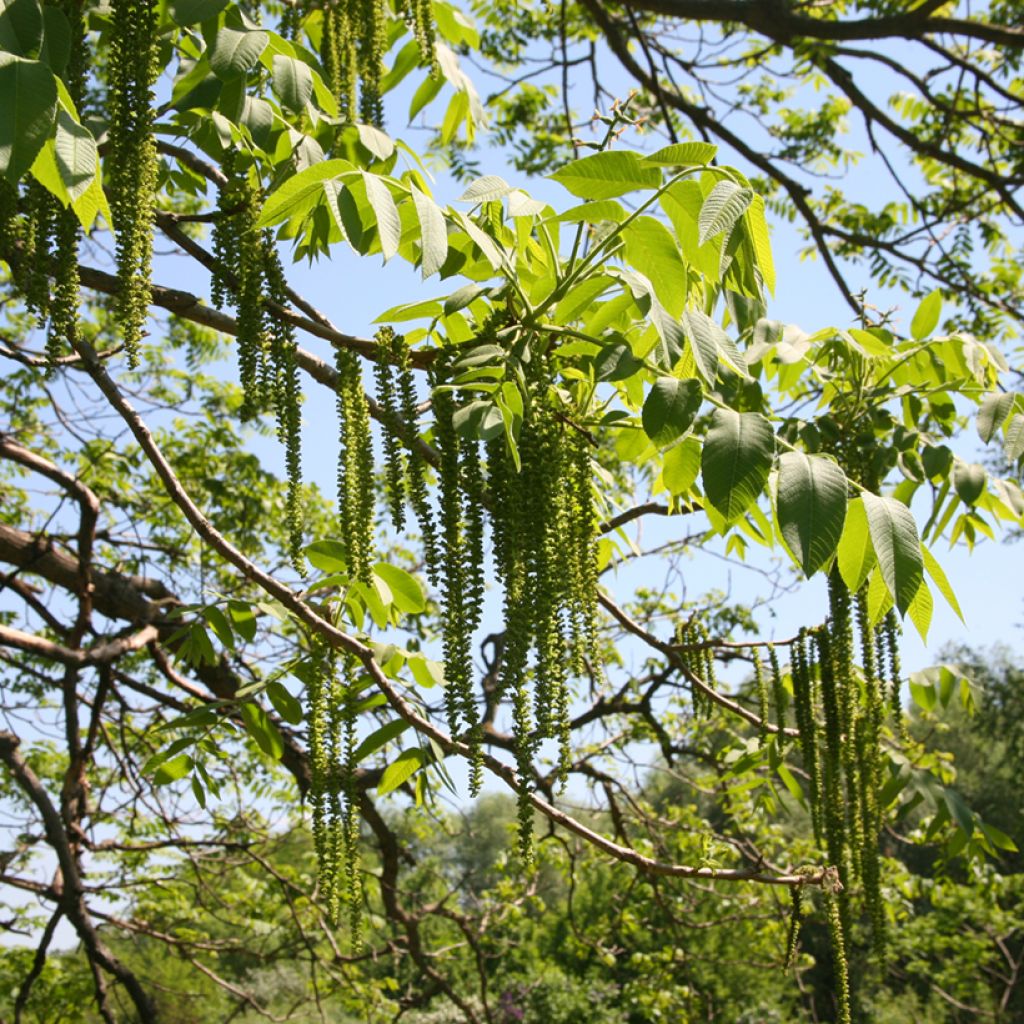 Juglans cinerea - Butternuss