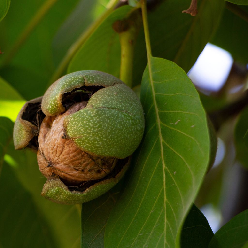 Walnuss Bijou - Juglans regia