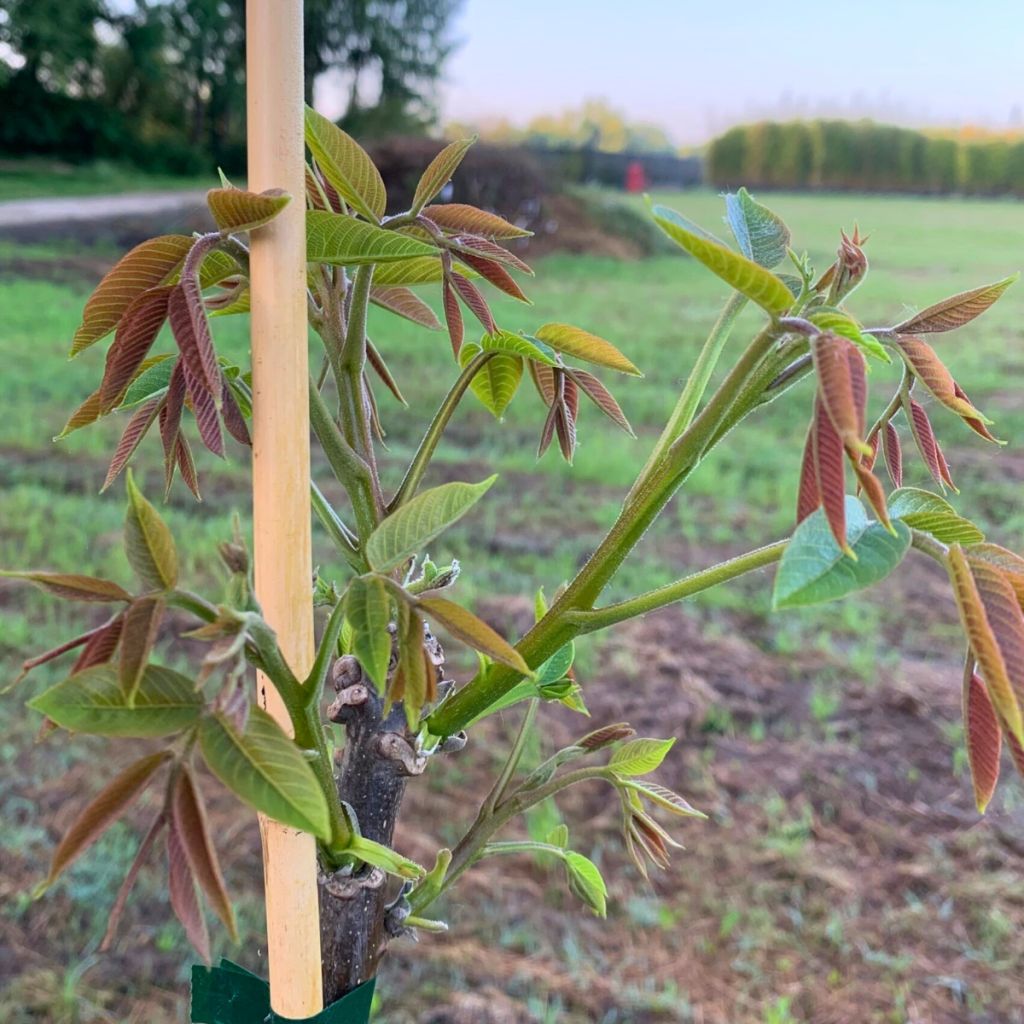 Walnuss Bijou - Juglans regia