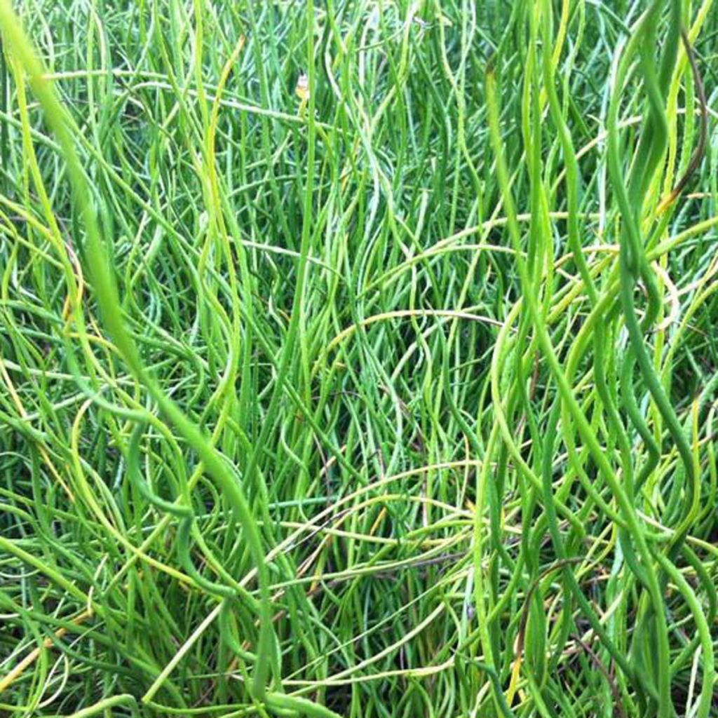 Juncus effusus Spiralis - Flatter-Binse