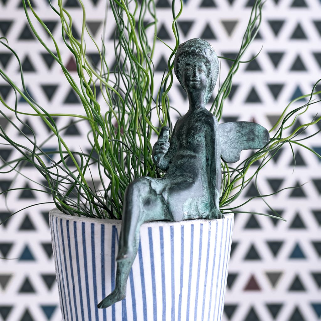 Juncus effusus Spiralis - Flatter-Binse