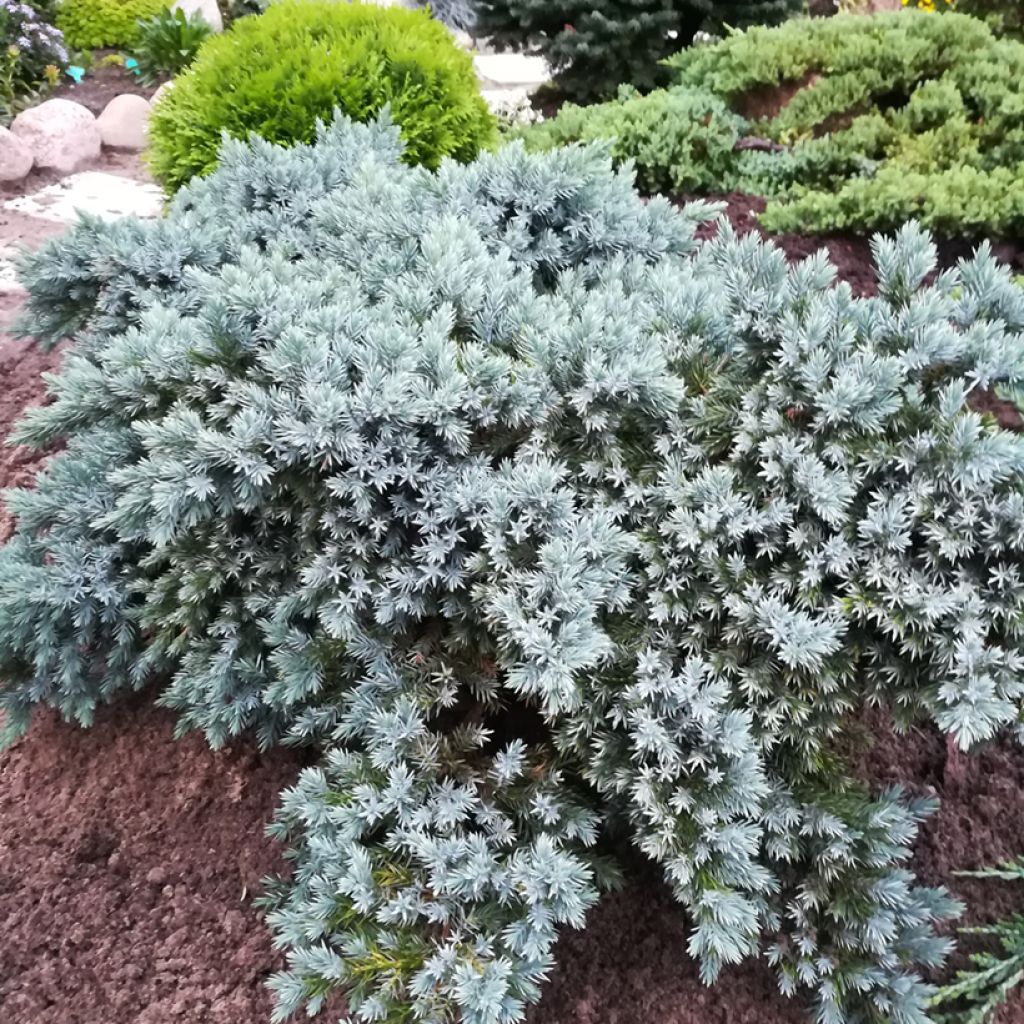 Juniperus squamata Blue Star