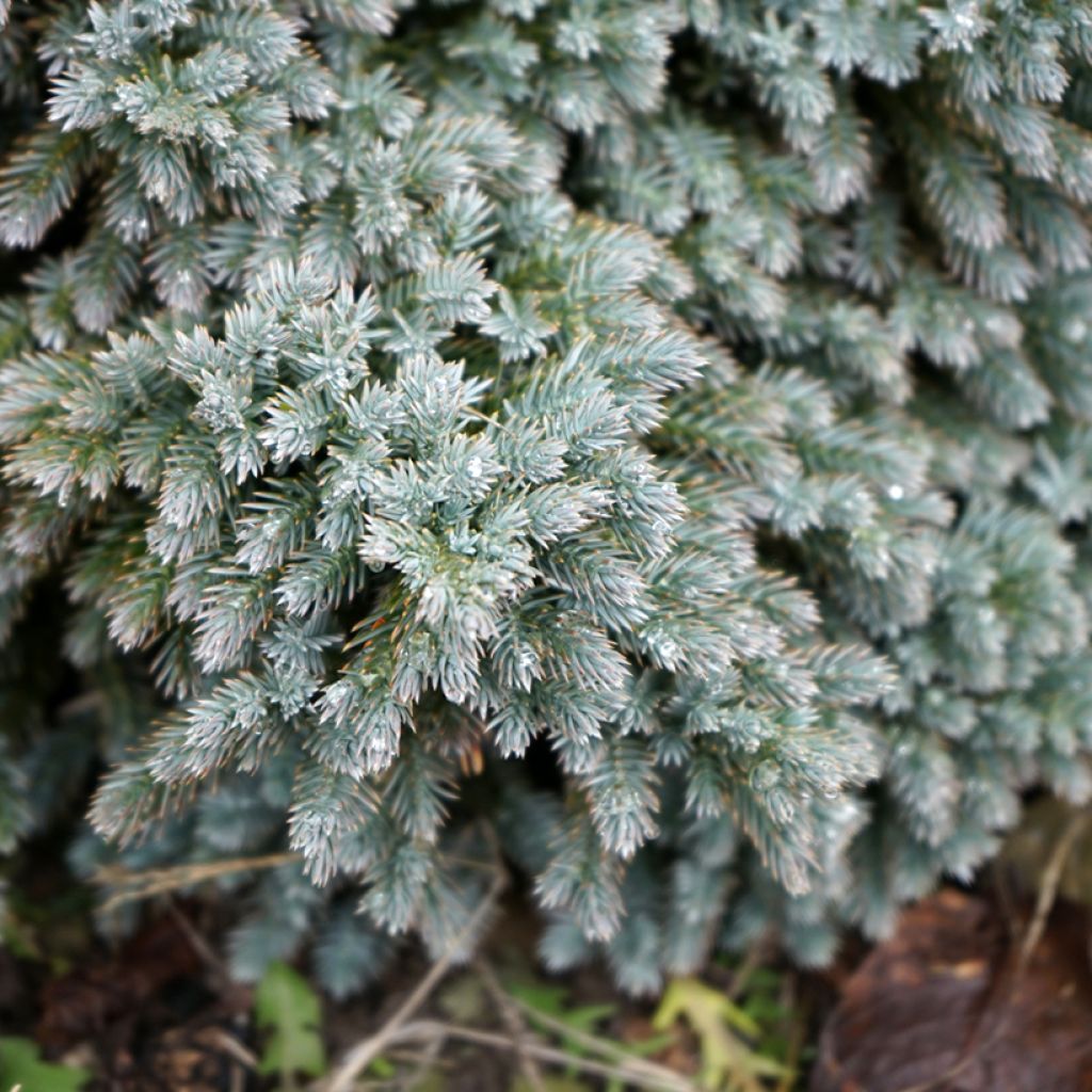 Juniperus squamata Blue Star