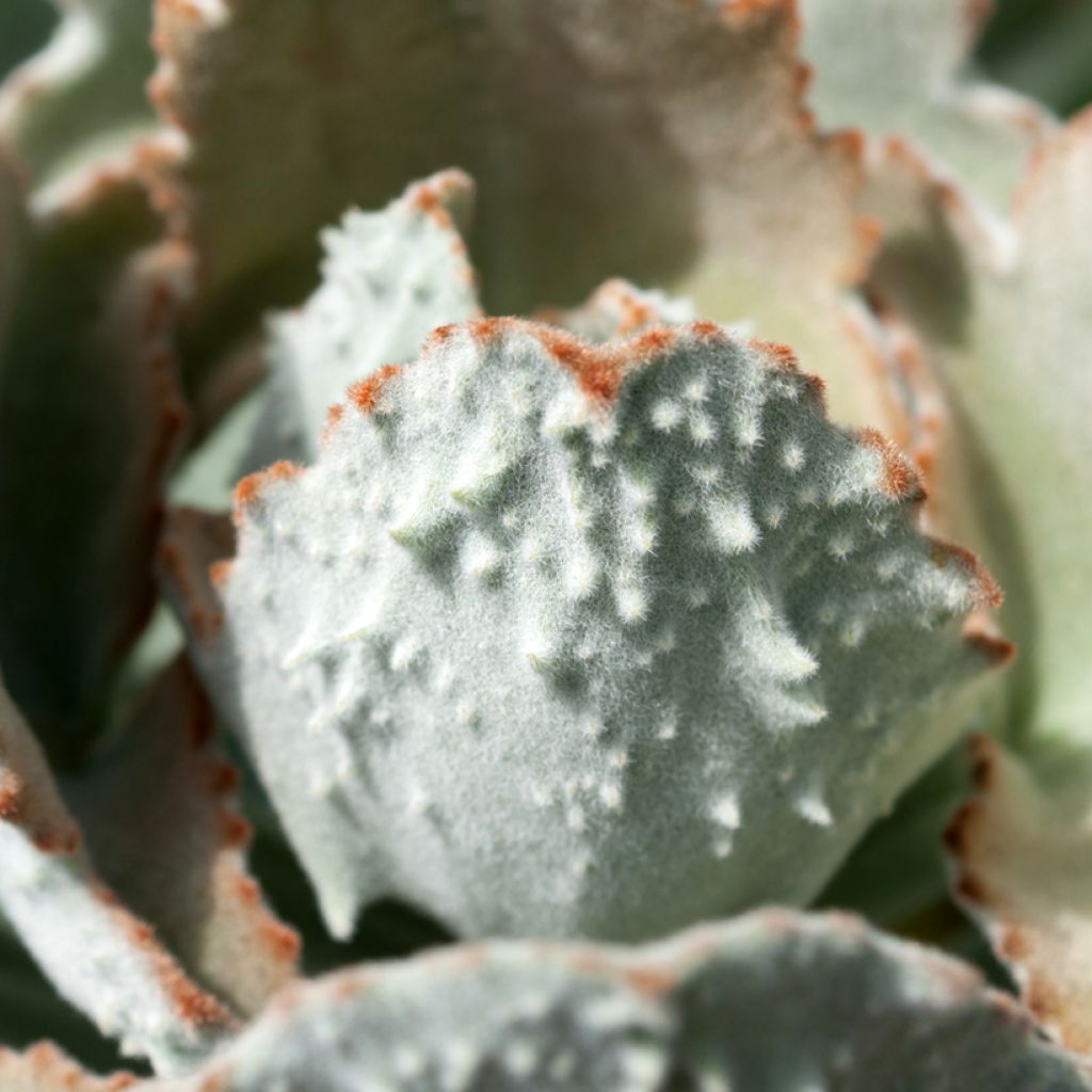 Kalanchoe beharensis Fang - Elefantenohr-Kalanchoe
