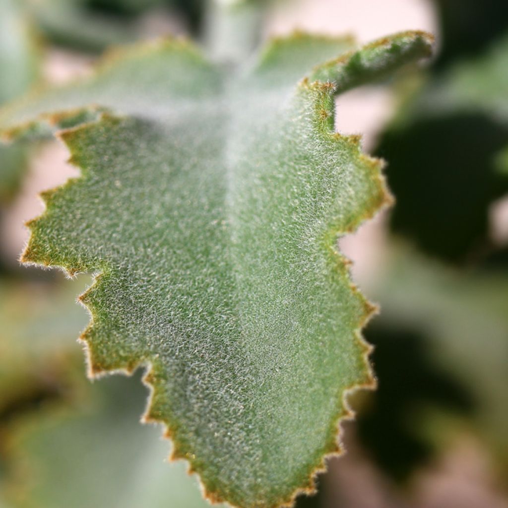 Kalanchoe beharensis Oak Leaf - Elefantenohr-Kalanchoe