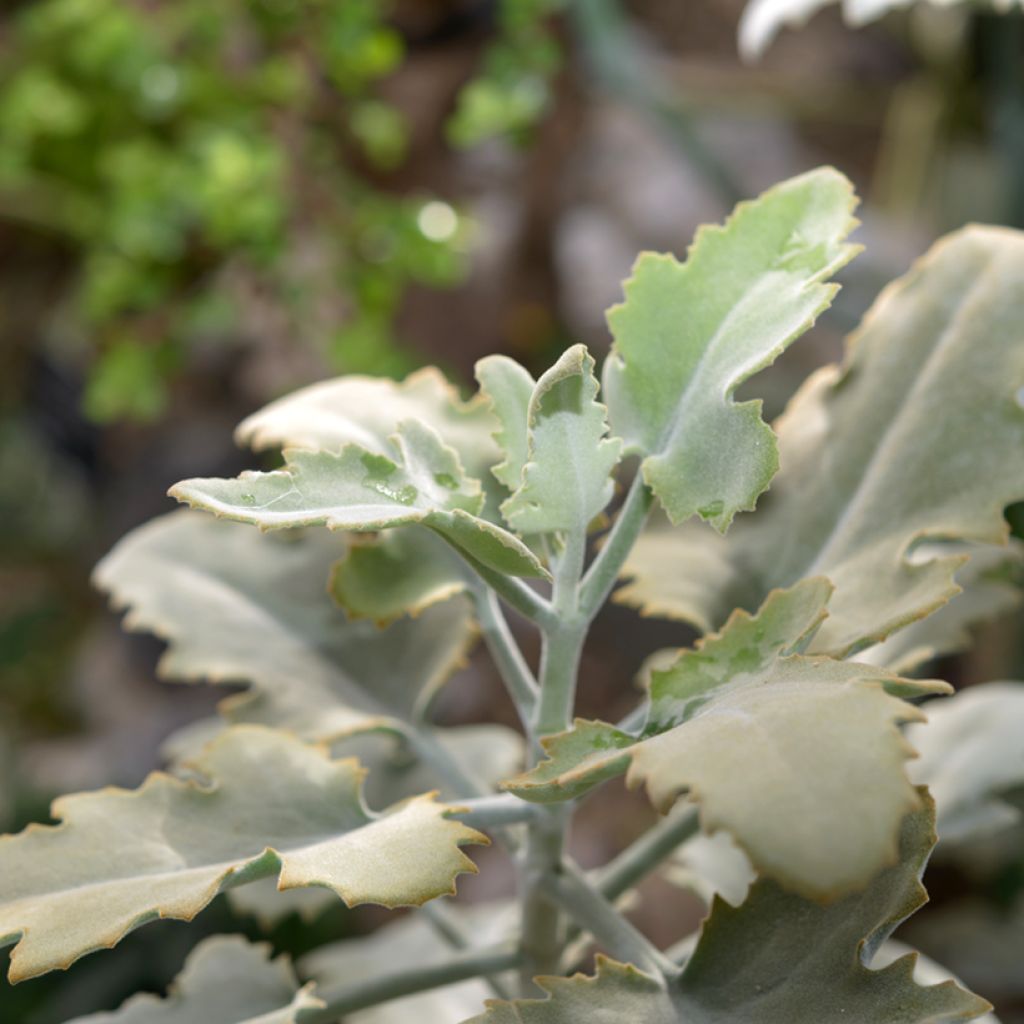 Kalanchoe beharensis Silver Shadow - Elefantenohr-Kalanchoe