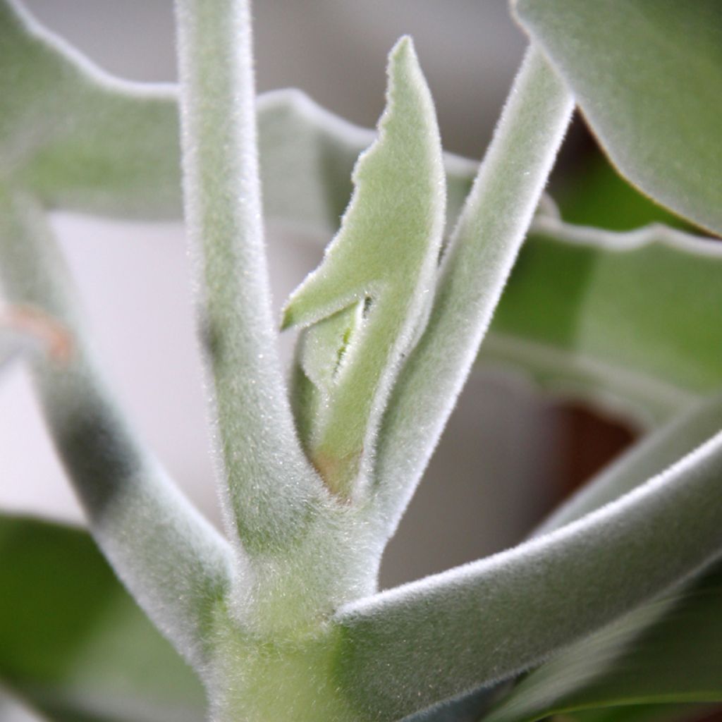 Kalanchoe beharensis Silver Shadow - Elefantenohr-Kalanchoe