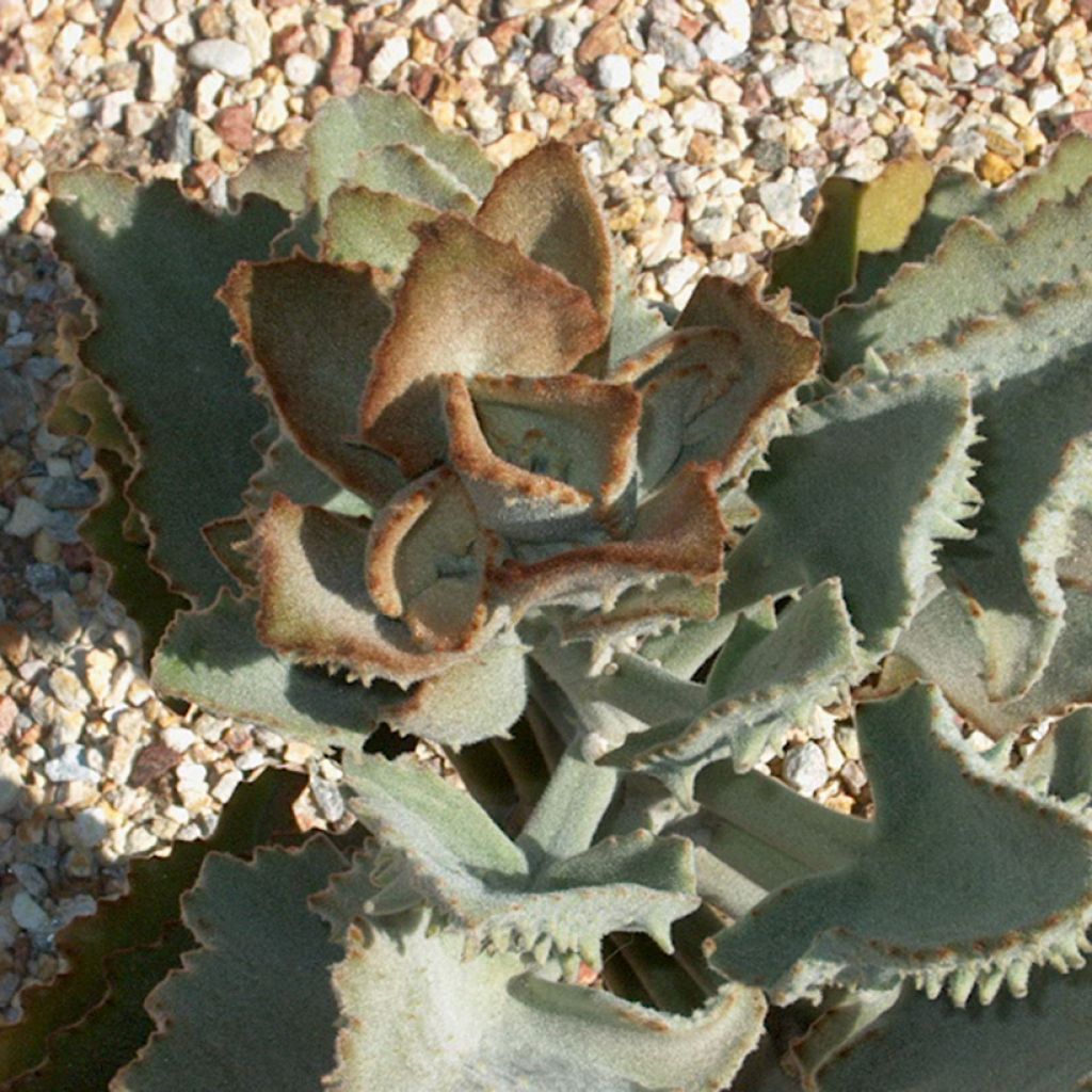 Kalanchoe beharensis Fang - Elefantenohr-Kalanchoe
