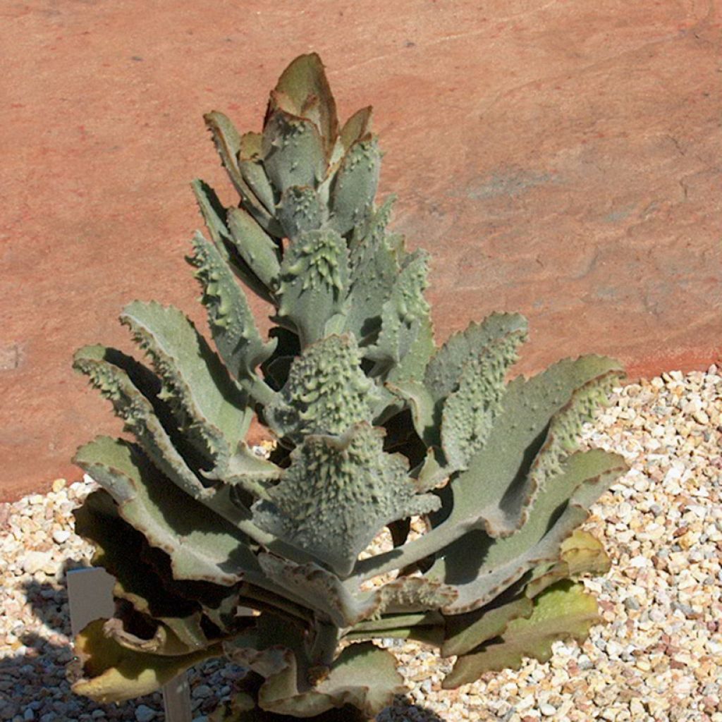 Kalanchoe beharensis Fang - Elefantenohr-Kalanchoe