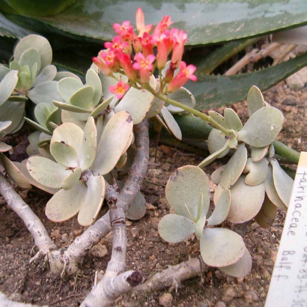 Kalanchoe farinacea