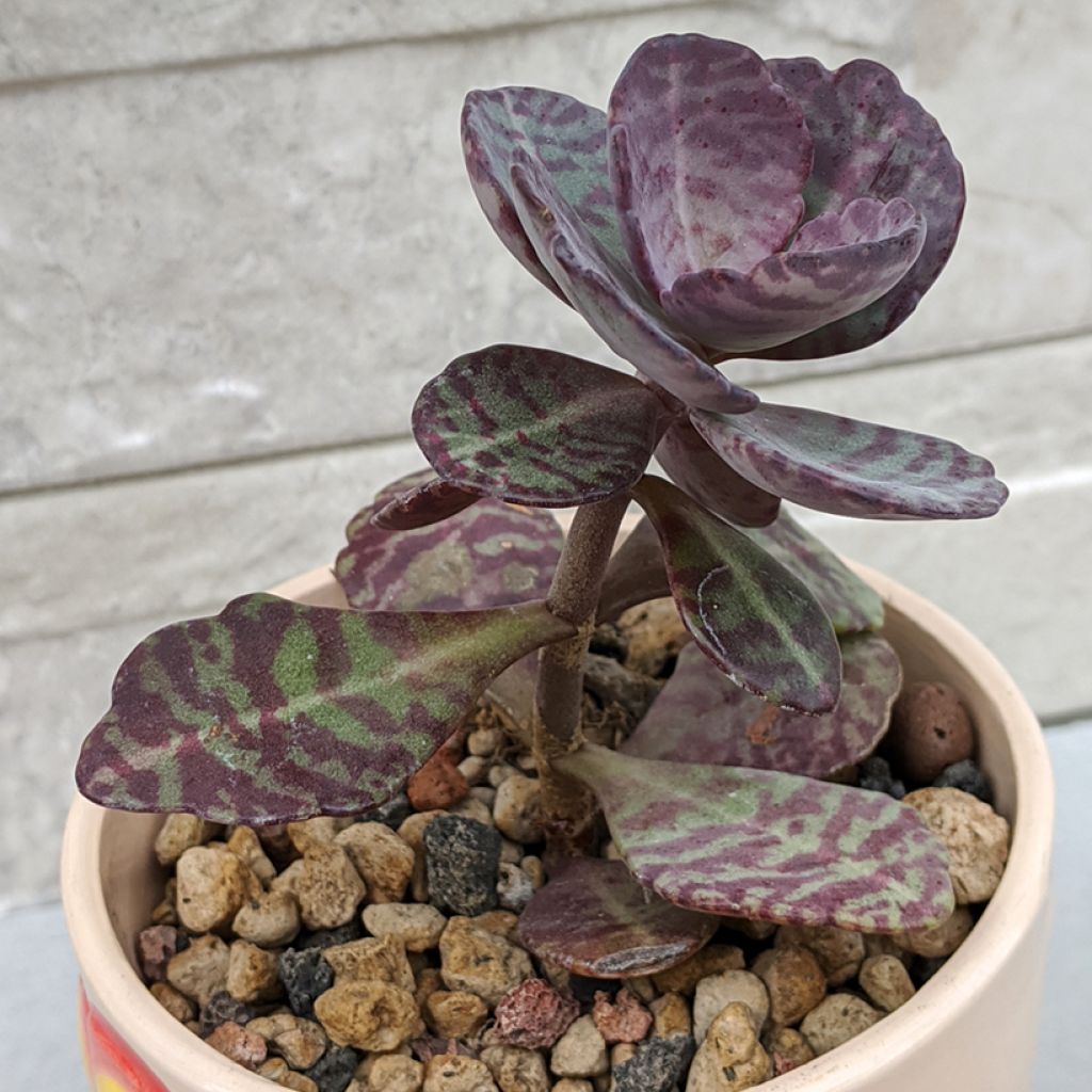 Kalanchoe marmorata