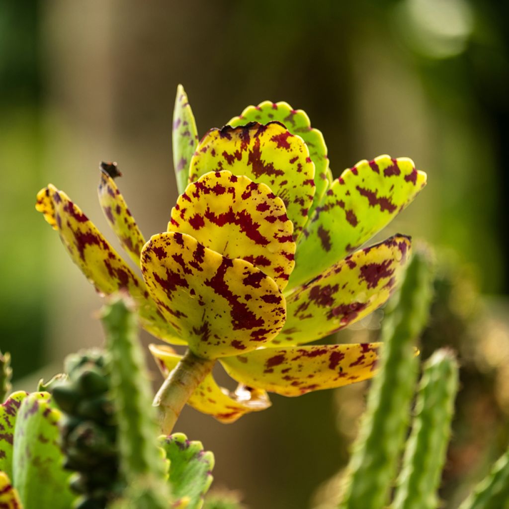 Kalanchoe marmorata