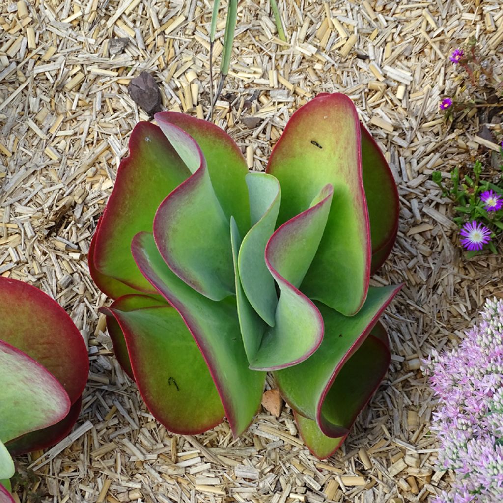 Kalanchoe thyrsiflora Bronze Sculpture - Wüstenkohl