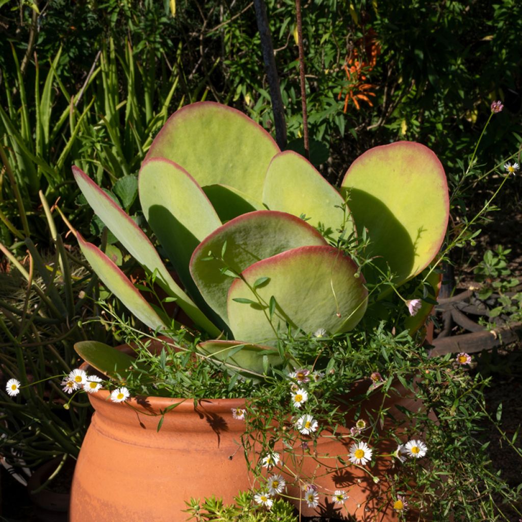 Kalanchoe thyrsiflora