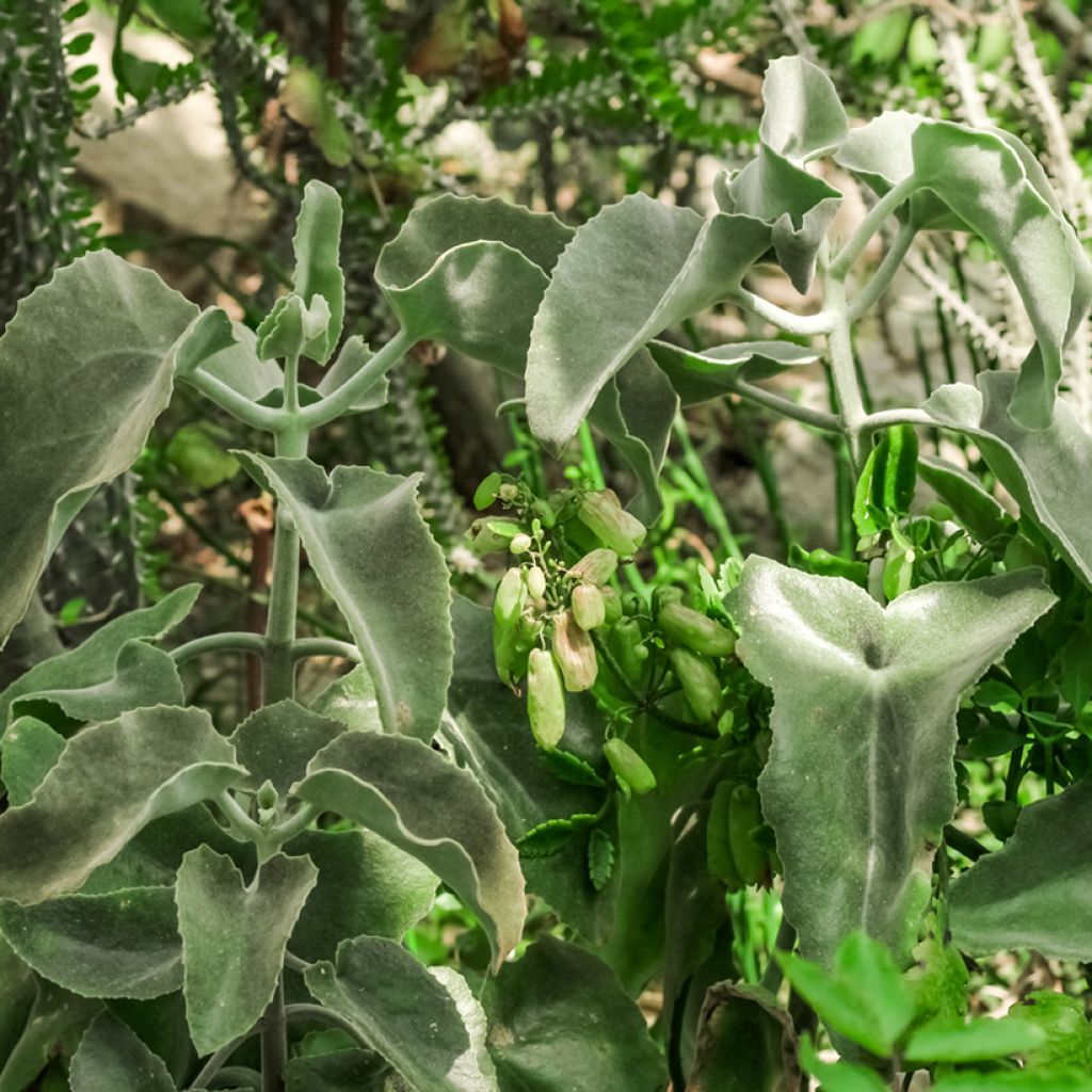 Kalanchoe beharensis subnuda