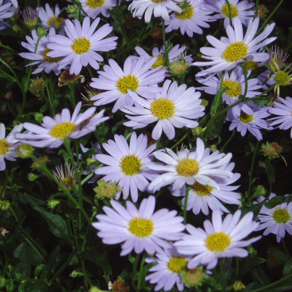 Schönaster - Kalimeris incisa