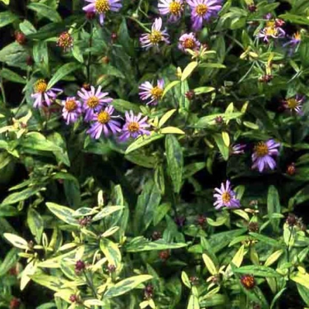 Schönaster Shogun - Kalimeris yomena