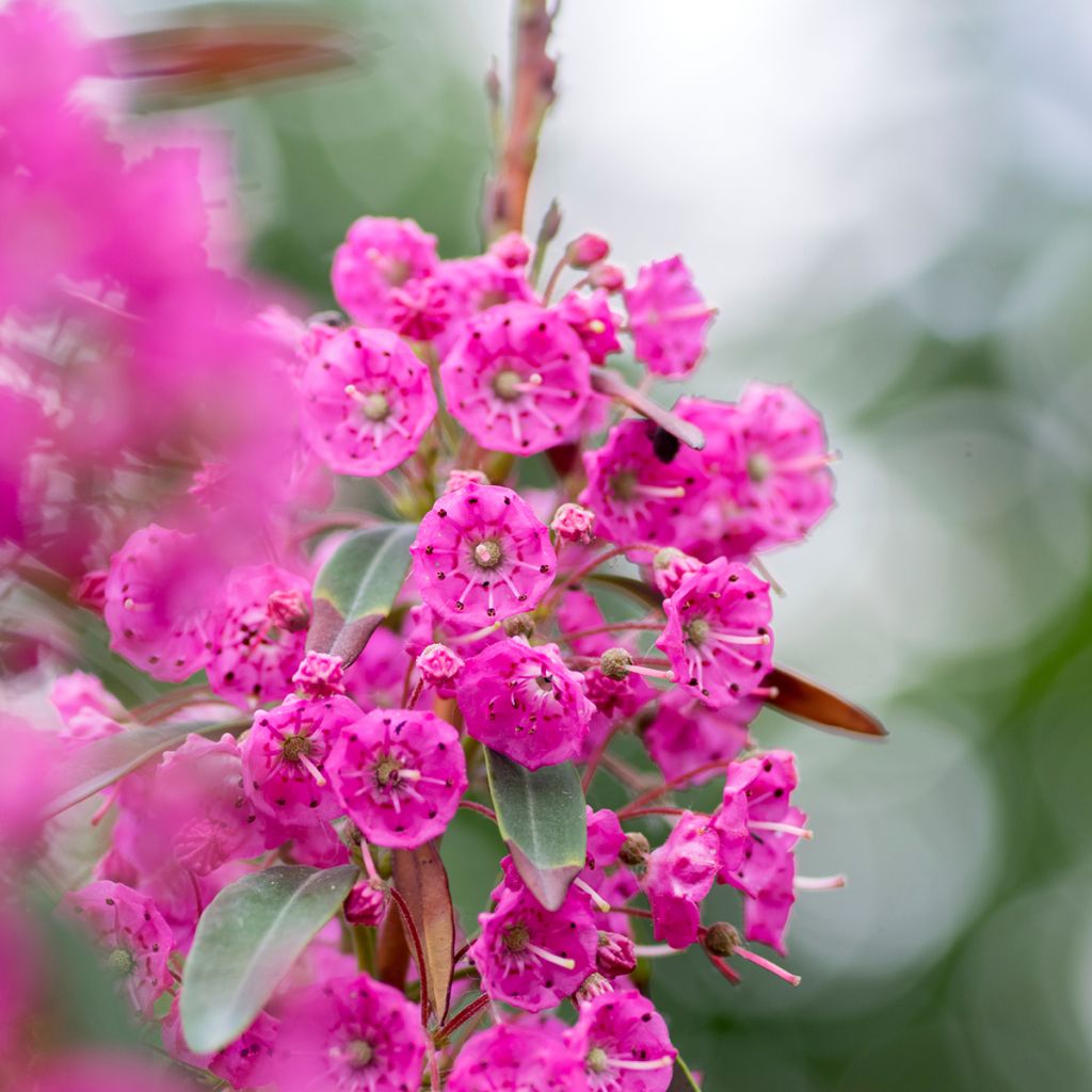 Kalmia angustifolia Rubra - Schmalblättrige Lorbeerrose