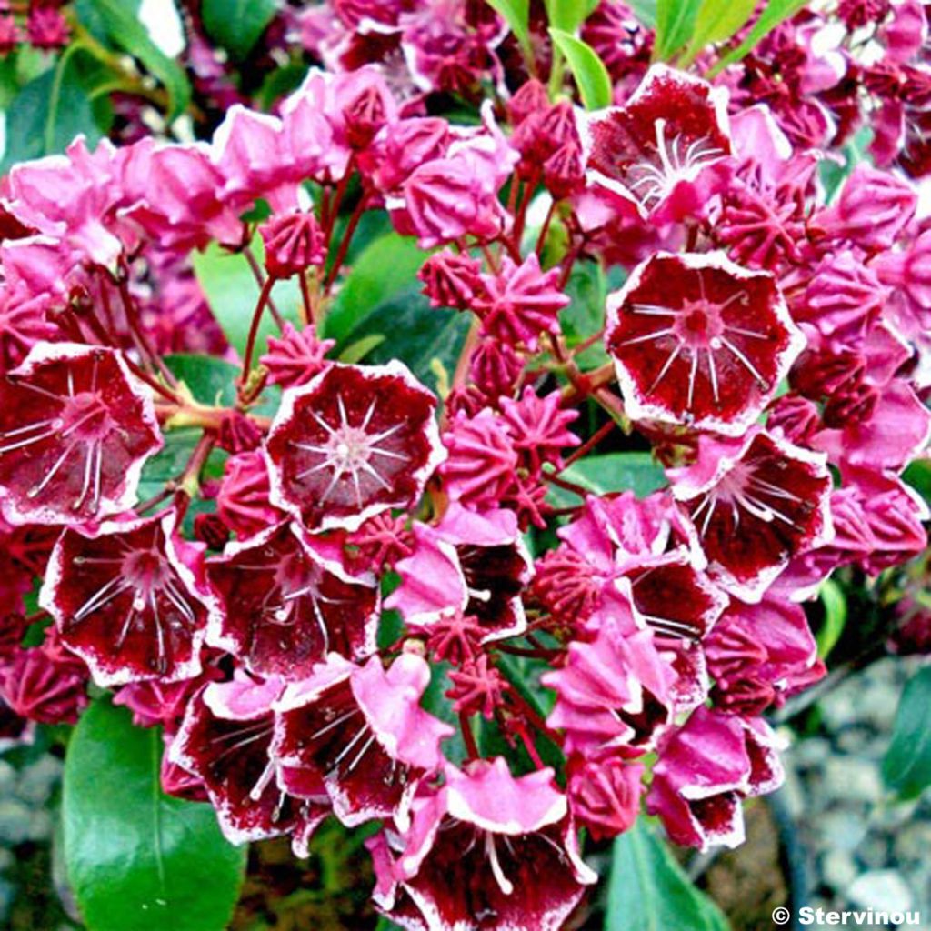 Lorbeerrose Heart's Desire - Kalmia latifolia