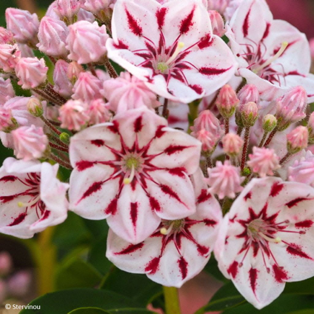 Lorbeerrose Windmill - Kalmia latifolia