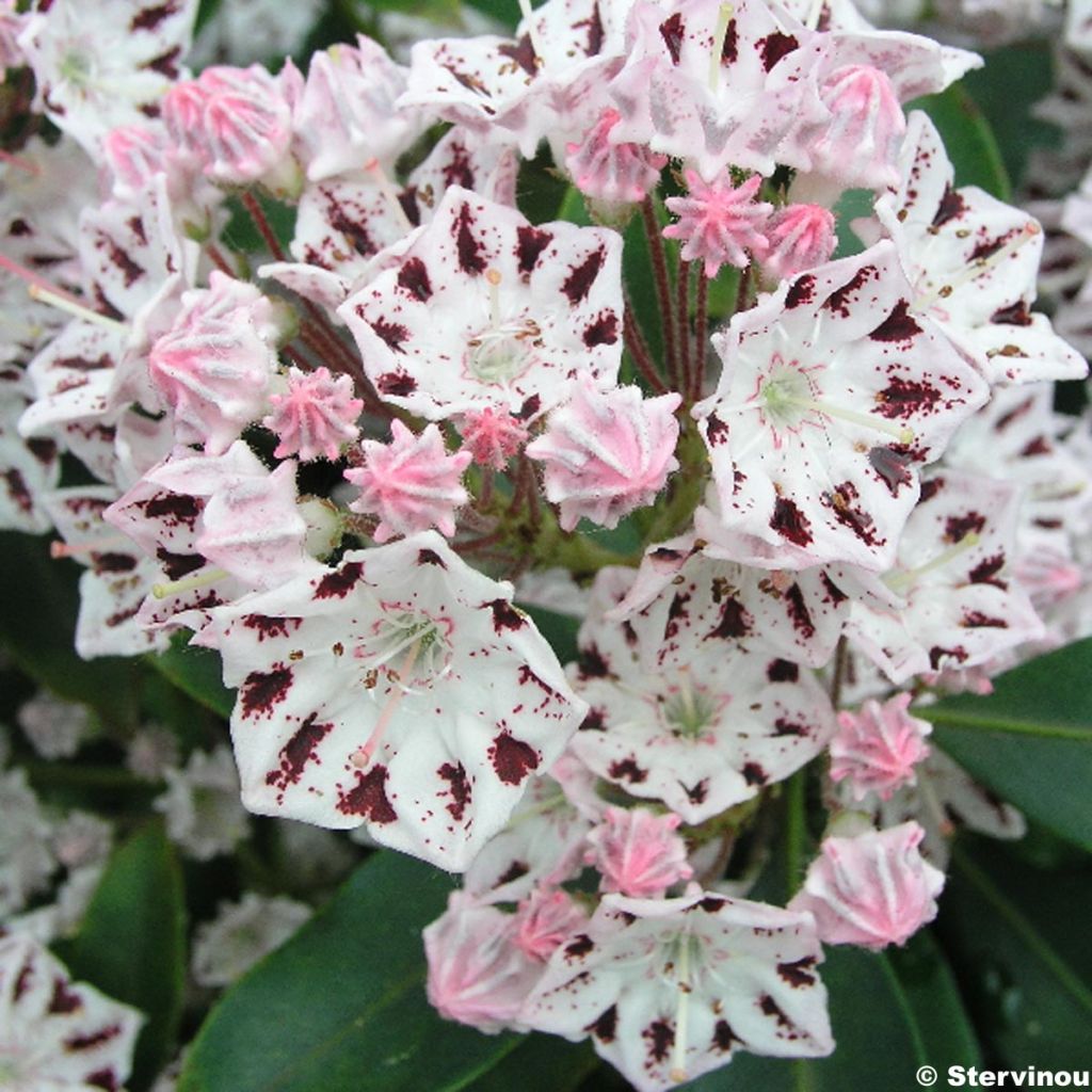 Lorbeerrose Windrose - Kalmia latifolia