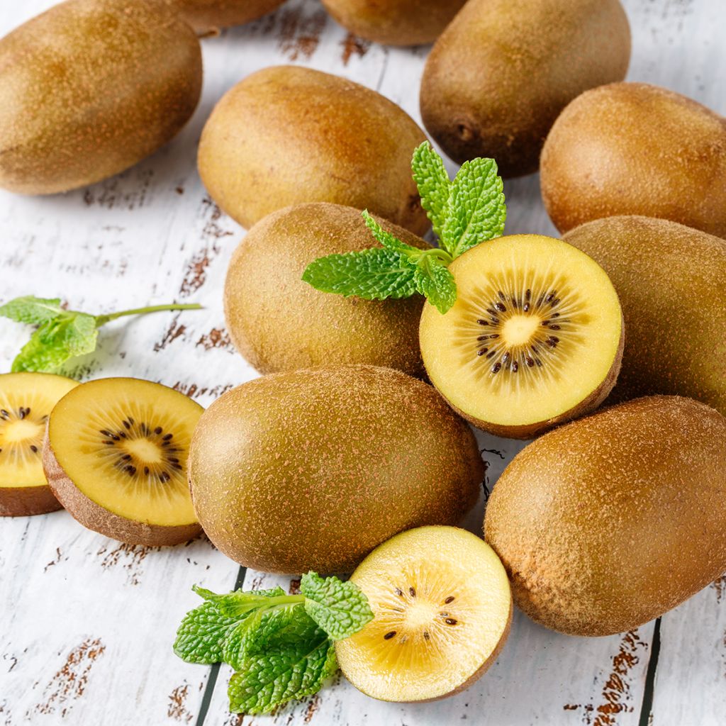 Actinidia deliciosa Morning Star (Weiblich) - Chinesischer Strahlengriffel