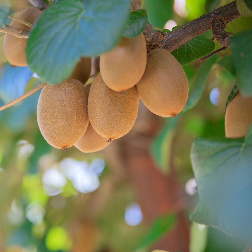 Actinidia deliciosa Morning Star (Weiblich) - Chinesischer Strahlengriffel