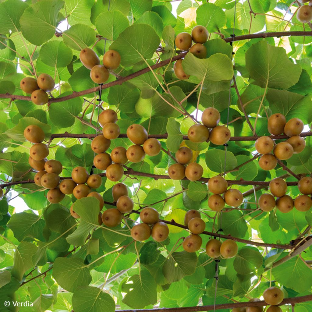 Actinidia deliciosa kiw'Happy (Weiblich)  - Chinesischer Strahlengriffel