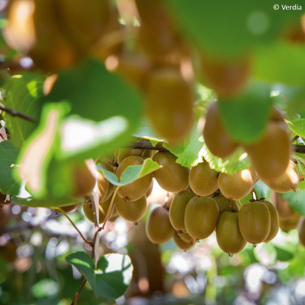 Actinidia deliciosa kiw'Happy (Weiblich)  - Chinesischer Strahlengriffel