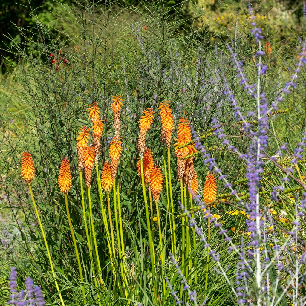 Fackellilie Alcazar - Kniphofia