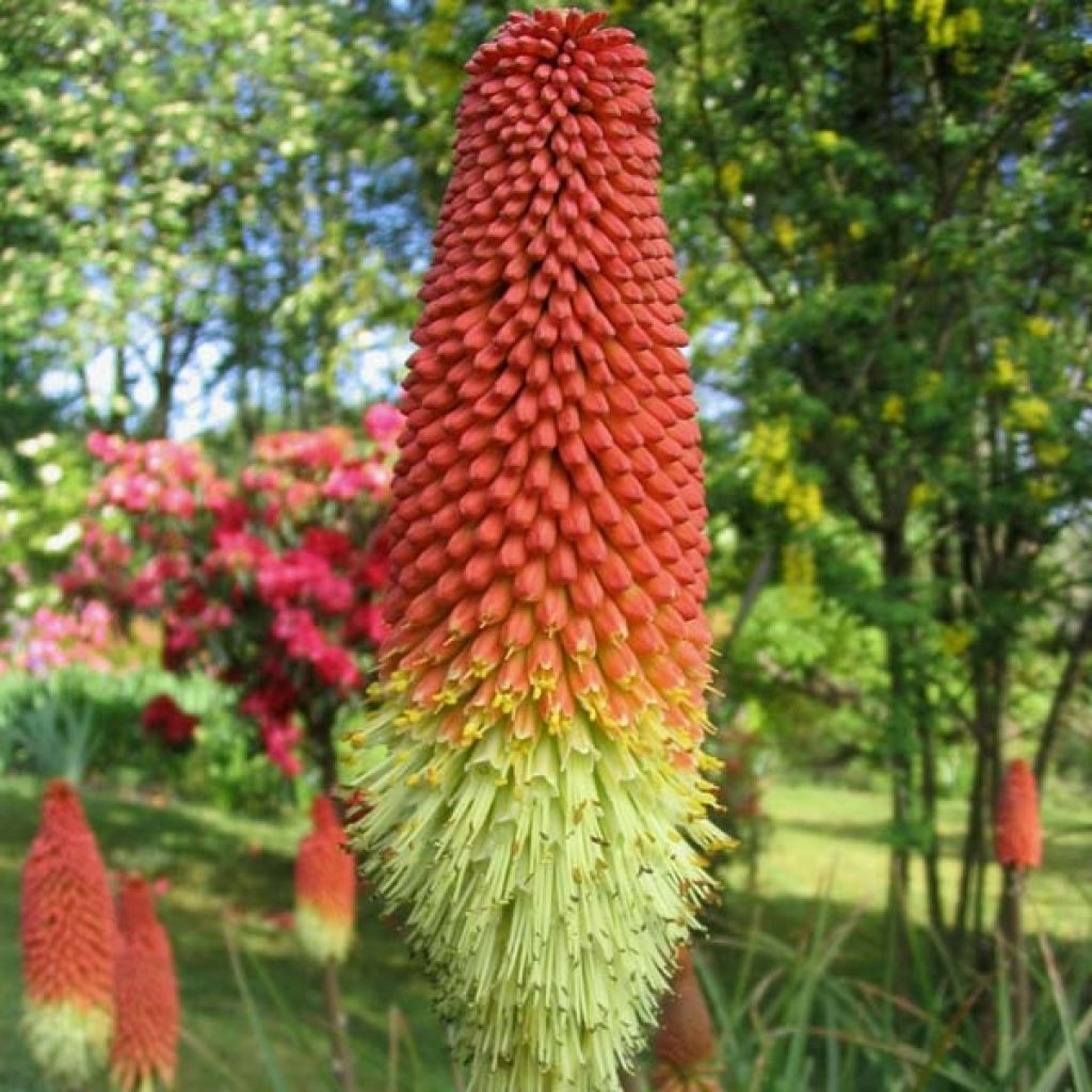 Fackellilie Royal Standard - Kniphofia