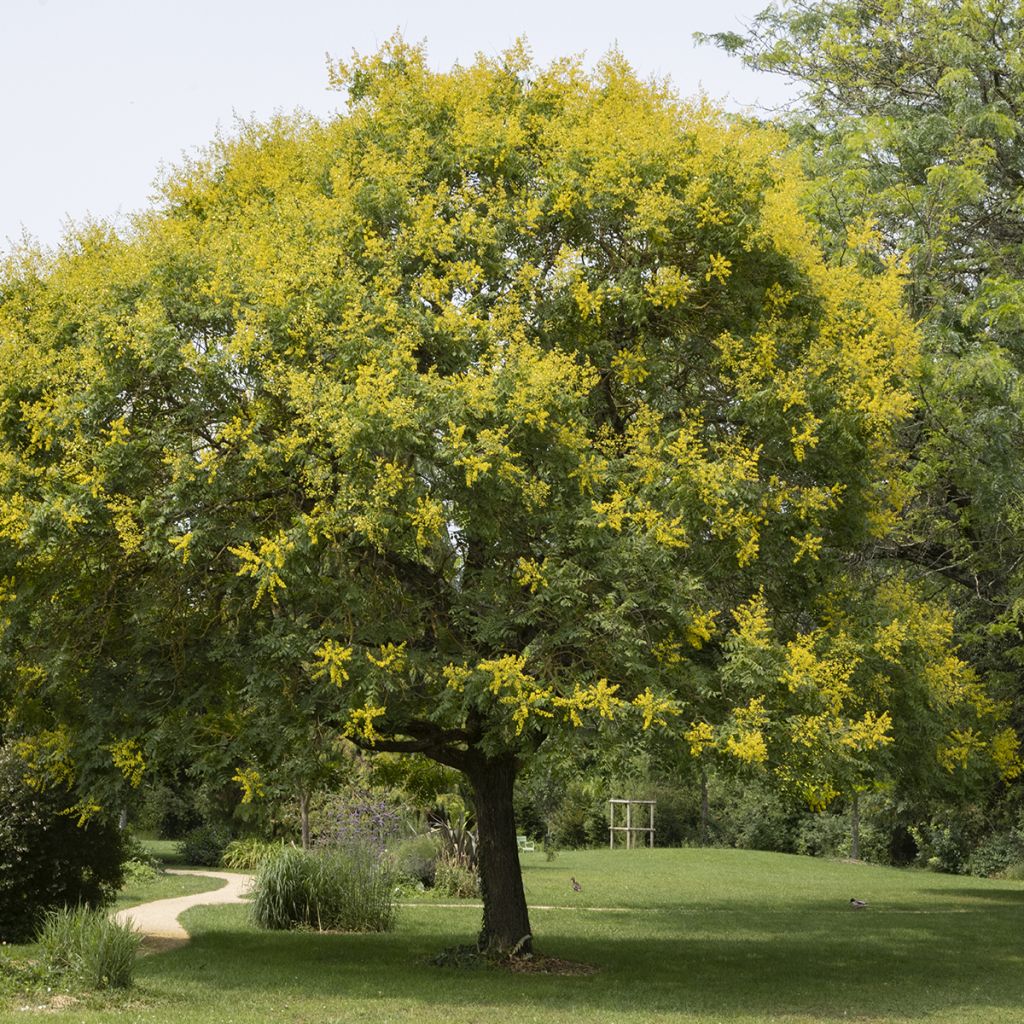 Koelreuteria paniculata - Blasenesche