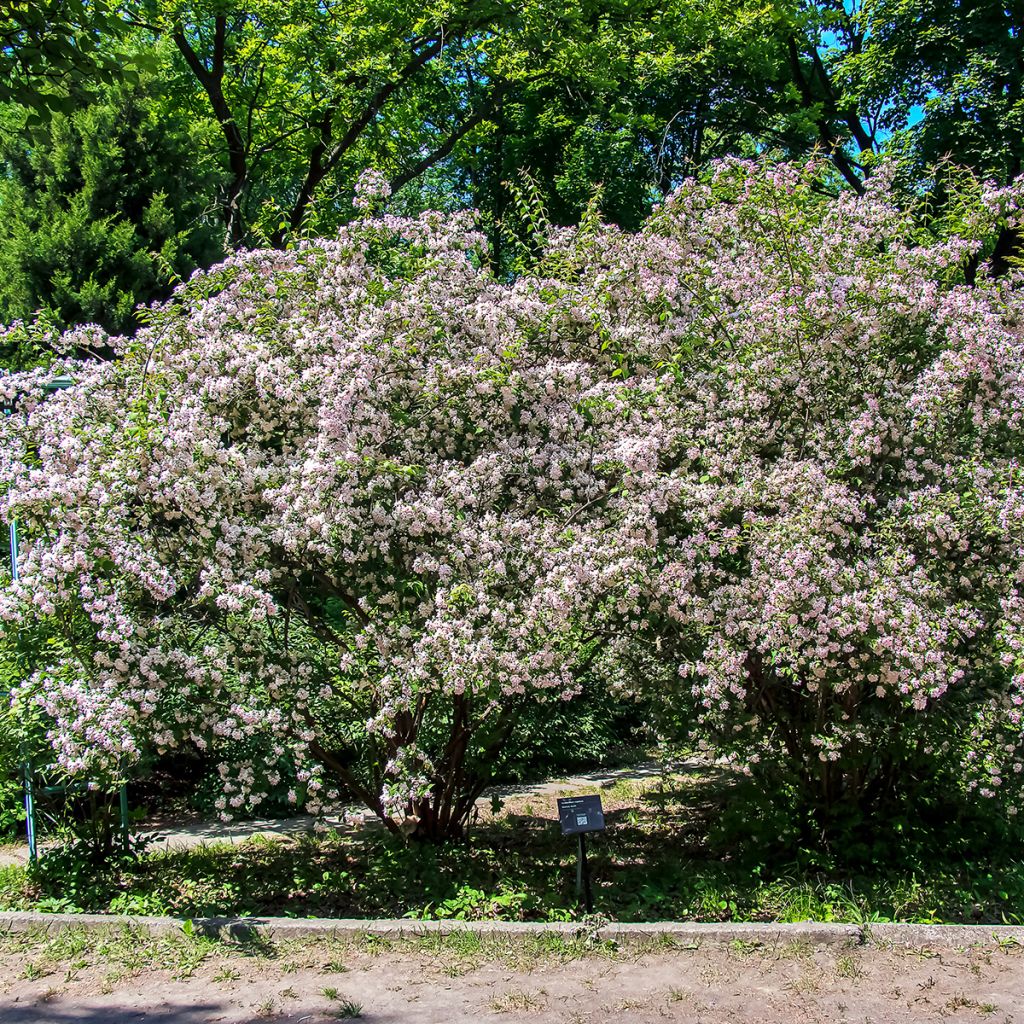Kolkwitzia amabilis - Scheinweigelie