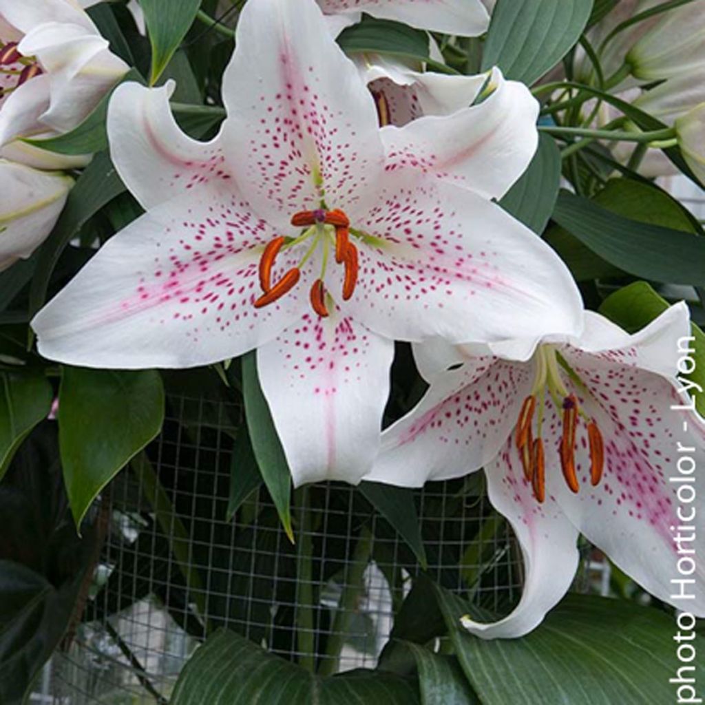 Orientalische Lilie Extravaganza - Lilium