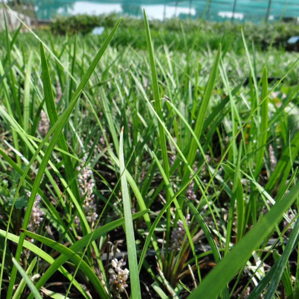 Liriope graminifolia var. densiflora
